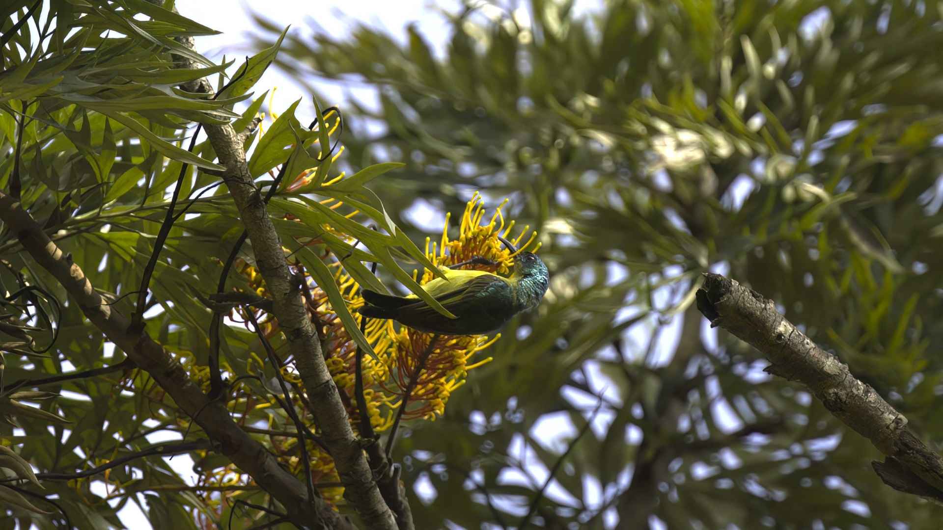 Hedydipna collaris